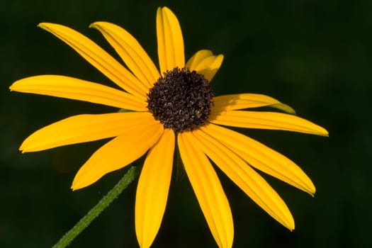 Macro shot of a girl's eye flower