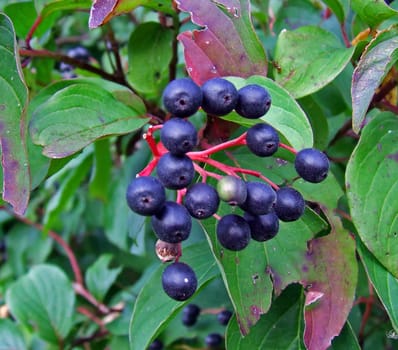 Elder