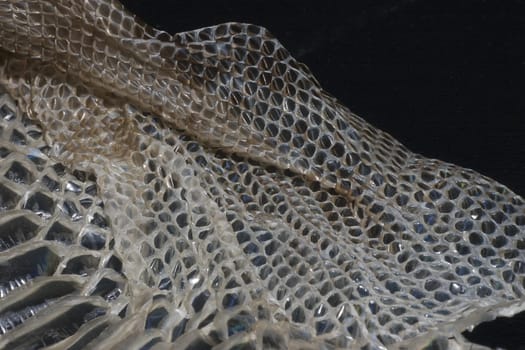Snakeskin