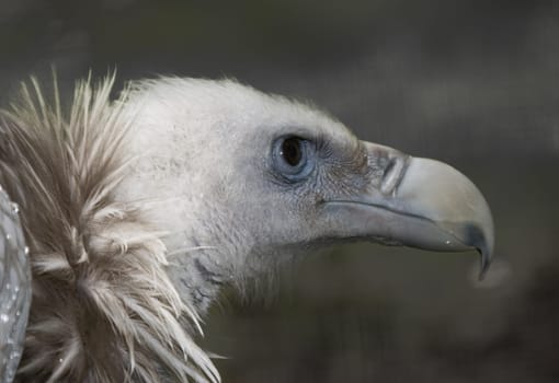 Griffon vulture