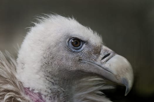 Griffon vulture