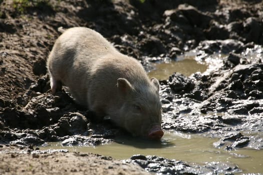 Mini pig