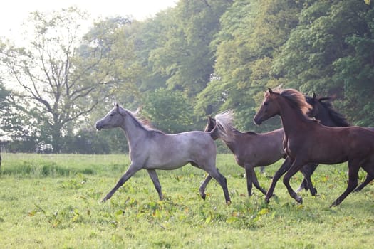 Arabian herd in the morning at 7.00 a.m. Fence subsequently removed
