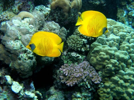 Masks butterflyfish