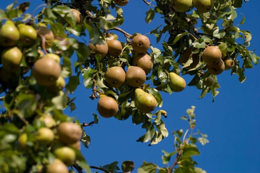 Pears on the tree