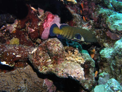 PEACOCKS - GROUPER