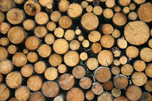 Holz02