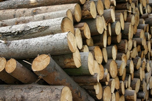 Holz01