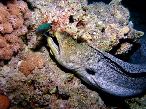I photographed this large moray eel during a night dive. She first circled the coral block in which she had smelled a fish. Then she wanted to snap! The little perch was able to escape at the very last second! Bad luck for the moray eel