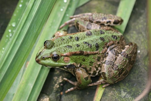 Marsh frog