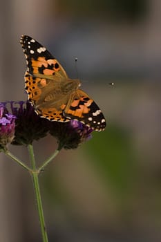 Painted lady