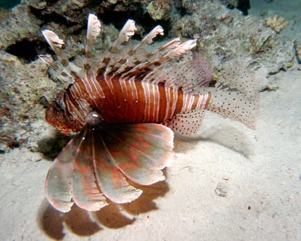 ZEBRA - LIONFISH