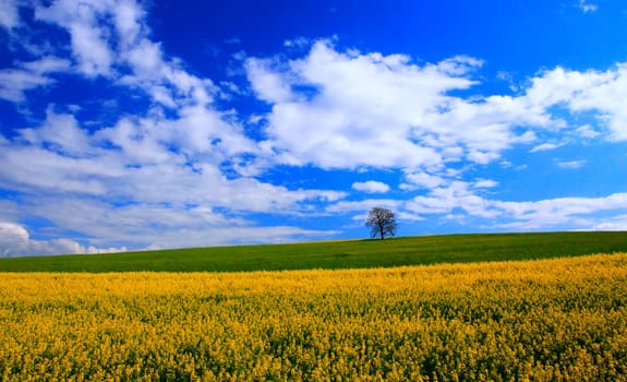 The Lonely Tree