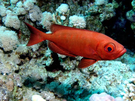 BIGEYE BASS