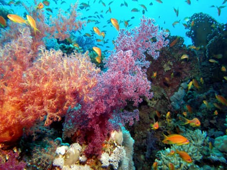 Such beautiful reefs still exist! I photographed this one at the Panorama Reef near Safaga - Egypt.