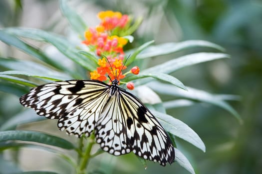 Butterfly - White tree nymph