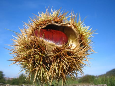 Prickles