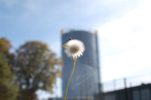Dandelion meets architecture