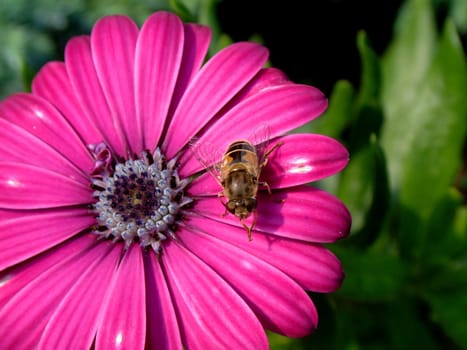 on a cape basket flower