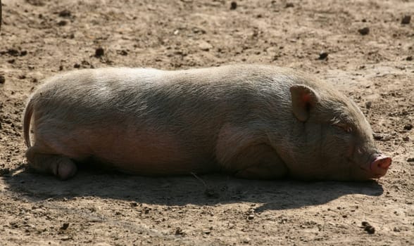 A somewhat misleading name: even these pigs can weigh over 100 kg! Normally,however,about 30-60 kilos are available.