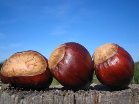 Three chestnuts