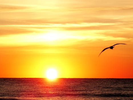 Sunbird