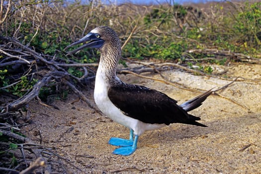 Blue-footed booby
