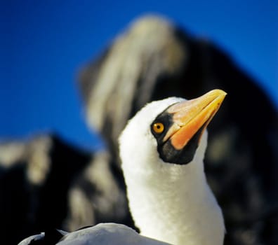 Masked booby