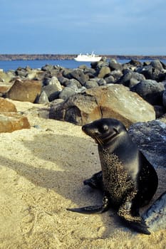 Galápagos Sea Lion