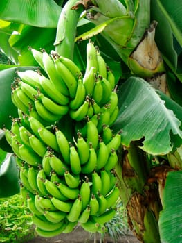 Banana tree