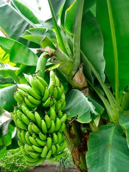 Banana tree