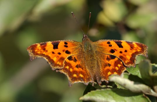I didn't believe anymore that I would get him in front of the lens this year -)