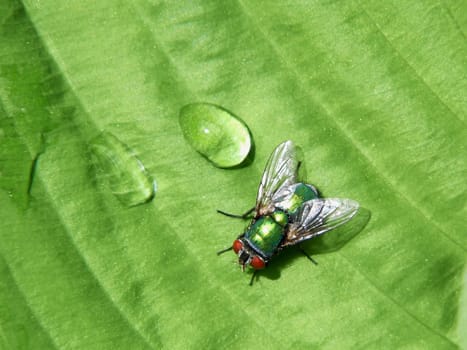 Blowfly