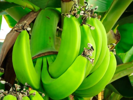 Banana tree