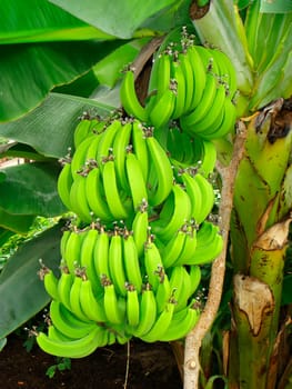 Banana tree
