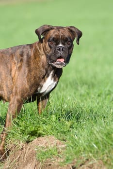 Purebred female boxer brown brindle