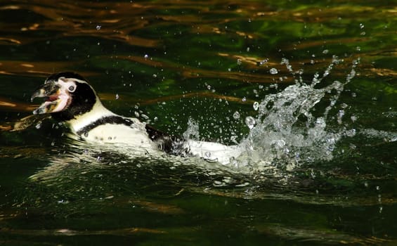 Splash