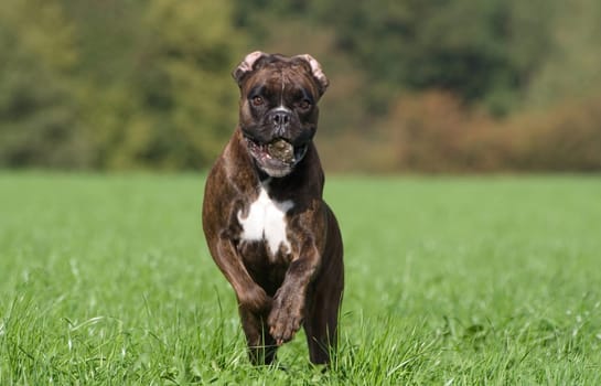 Purebred female boxer dog running towards camera with a stone in her muzzle