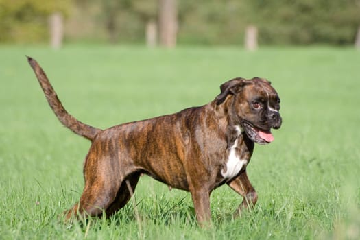 The grin of the boxers