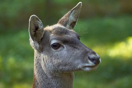 Mesopotamian doe