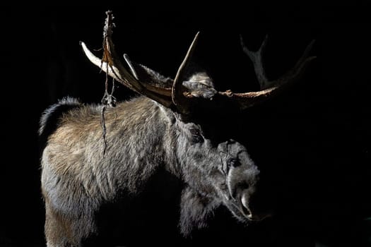 Elk