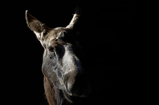Moose cow