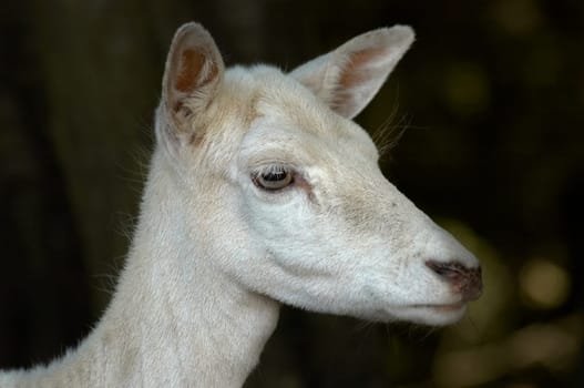 White deer
