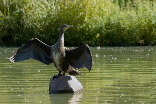 Cormorant drying