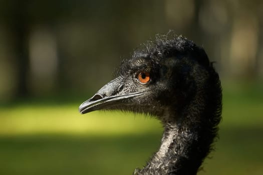 Emu