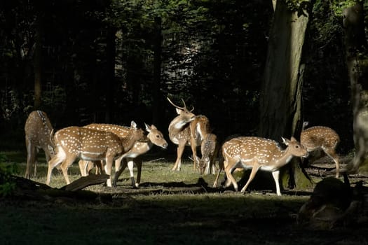 Axis deer