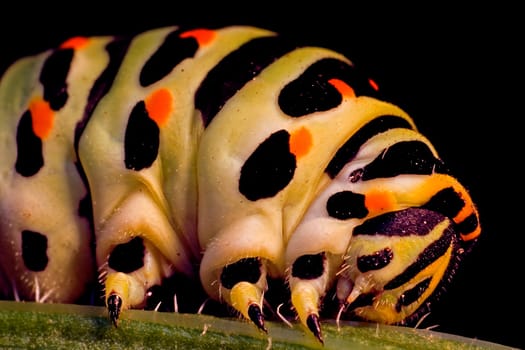 Caterpillar