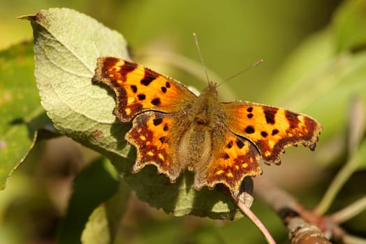 Comma