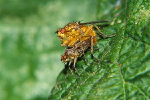 of dung flies. The golden-furred males and the less hairy gray females catch other flies on the manure. View in XXL
