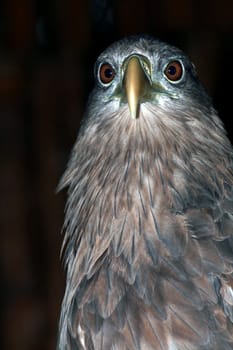A magnificent white-tailed eagle